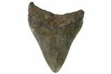 Juvenile Megalodon Tooth - Georgia #90836-1
